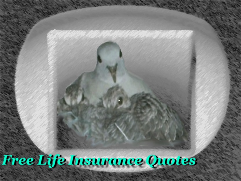 Life Insurance JPG